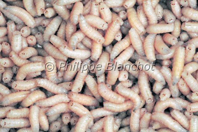 asticots calliphoridae.JPG - Amas d'asticots de CalliphoridésMaggots of blowflyDiptera, France